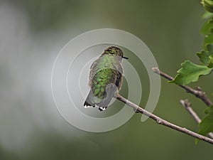 Ruby-Throated Hummingbird Isolated on Bush Stem