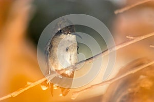 Ruby Throated Hummingbird