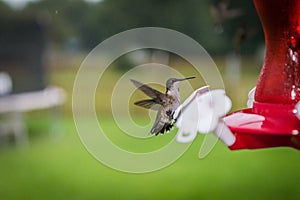 Ruby Throated Hummingbird Landing