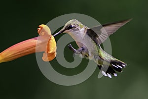 Ruby-throated Hummingbird Landing on a Trumpeter Flower