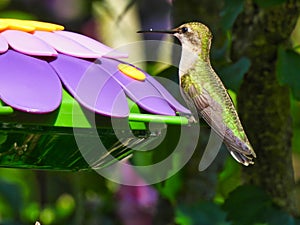 Ruby-Throated Hummingbird Looks Up from Drinking Nectar