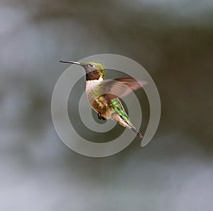 Ruby Throated Hummingbird male.