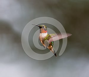 Ruby Throated Hummingbird male.