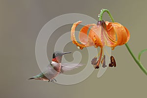 Ruby-throated Hummingbird and Michigan Lily - Ontario, Canada