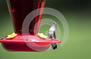 Ruby Throated Hummingbird at nectar bird feeder, Clarke County, Georgia USA