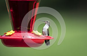 Ruby Throated Hummingbird at nectar bird feeder, Clarke County, Georgia USA
