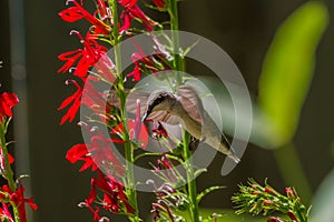 Ruby-throated Hummingbird