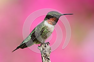 Ruby-throated Hummingbird On A Perch photo