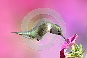 Ruby-throated Hummingbird On A Perch