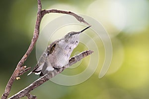 Ruby Throated Hummingbird Perched Delicately on a Slender Tree Branch