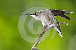 Ruby Throated Hummingbird Perched Delicately on a Slender Twig