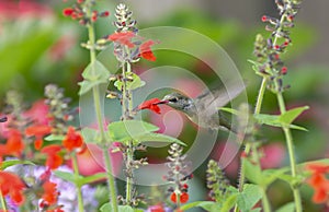 Ruby-throated Hummingbird Pollinating the Red Sage
