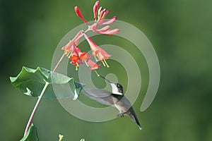 Rubí colibrí en norte 