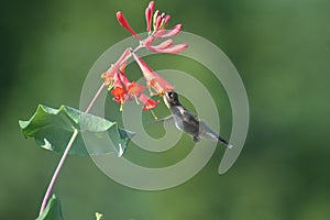 Rubí colibrí en norte 