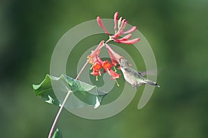 Rubí colibrí en norte 