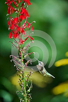 Ruby-throated Hummingbird rchilochus colubris feeding on a cardinal flower Lobelia cardinalis