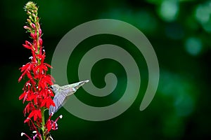 Ruby-throated Hummingbird rchilochus colubris in flight feeding on a cardinal flower Lobelia cardinalis