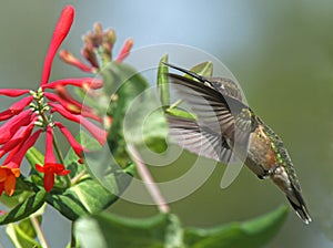 Ruby-Throated Hummingbird at Red Honeysuckle