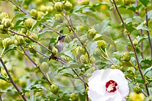 Ruby-throated Hummingbird on a Rose of Sharon Bush