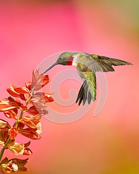Ruby-Throated Hummingbird And Salvia
