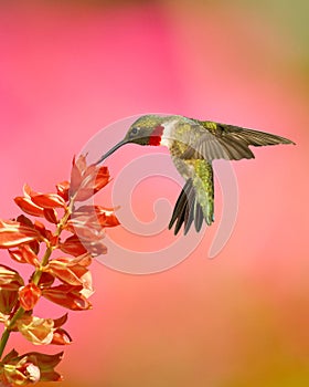 Ruby-Throated Hummingbird And Salvia photo