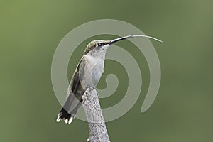 Ruby-throated Hummingbird Showing His Long Tongue