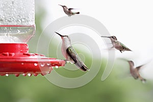 Ruby-Throated Hummingbird Sitting at Feeder