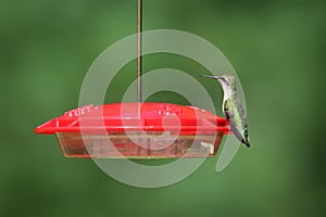 Ruby Throated Hummingbird Sitting on a Feeder in Summer