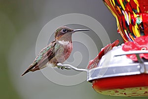 Ruby Throated Hummingbird sitting on red Bird Feeder drinking nectar