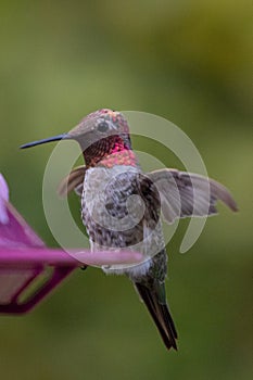 Ruby throated Hummingbird in Carpinteria California United States photo