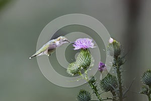 Ruby Throated Hummingbird sucks nectar in flighting