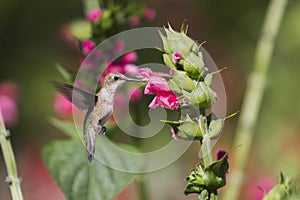 Ruby Throated Hummingbird sucks nectar in flighting