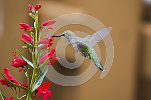 Ruby Throated Hummingbird sucks nectar in flighting