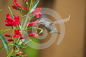 Ruby Throated Hummingbird sucks nectar in flighting