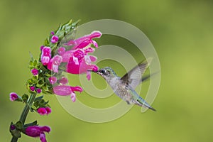 Ruby Throated Hummingbird sucks nectar in flighting