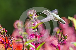 Ruby Throated Hummingbird sucks nectar in flighting