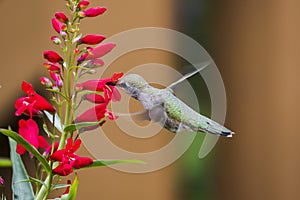 Ruby Throated Hummingbird sucks nectar in flighting