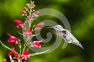 Ruby Throated Hummingbird sucks nectar in flighting