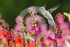 Ruby Throated Hummingbird sucks nectar in flighting photo