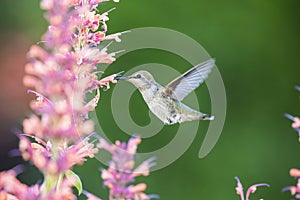 Ruby throated Hummingbird sucks nectar in flighting