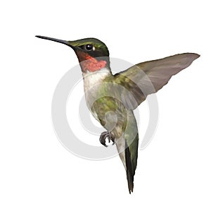 Ruby Throated Hummingbird Watercolor