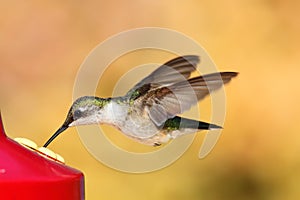 Ruby-throated Hummingbird & x28;archilochus colubris& x29;