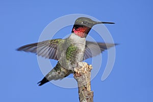 Ruby-throated Hummingbird & x28;archilochus colubris& x29; photo