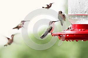 Ruby-Throated Hummingbirds