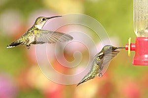 Ruby-throated Hummingbirds (archilochus colubris)