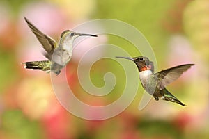 Ruby-throated Hummingbirds (archilochus colubris)
