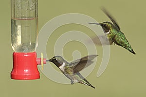 Ruby-throated Hummingbirds (archilochus colubris)