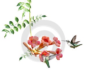 Ruby Throated Hummingbirds Hover Over Trumpet Vine on white background