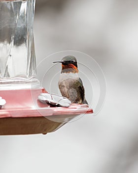 A ruby throated hummingboard with iridescent gorget feathers perched on a branch