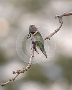 A ruby throated hummingboard with iridescent gorget feathers perched on a branch